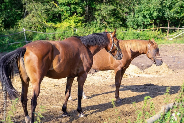 Obraz Two bay horses are walking in the paddock on a sunny day.