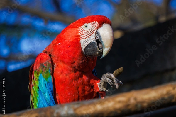 Obraz ベニコンゴウインコ