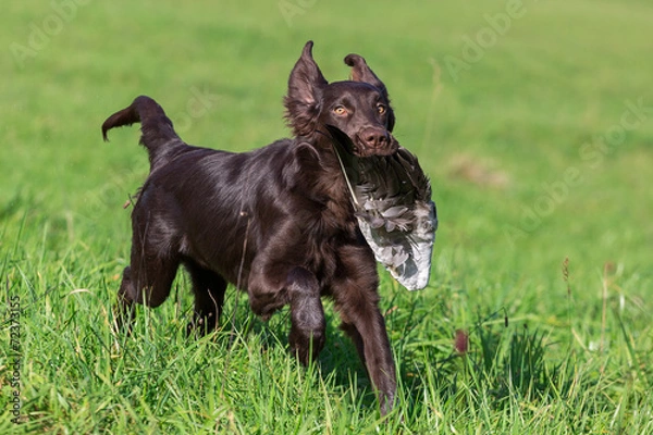 Fototapeta Jagdhund bei der Arbeit