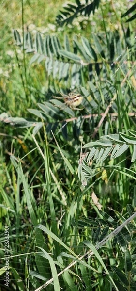 Obraz spider in the web ona a herbs in armenia