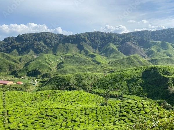 Obraz tea plantation