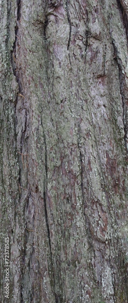 Fototapeta ancient trunk