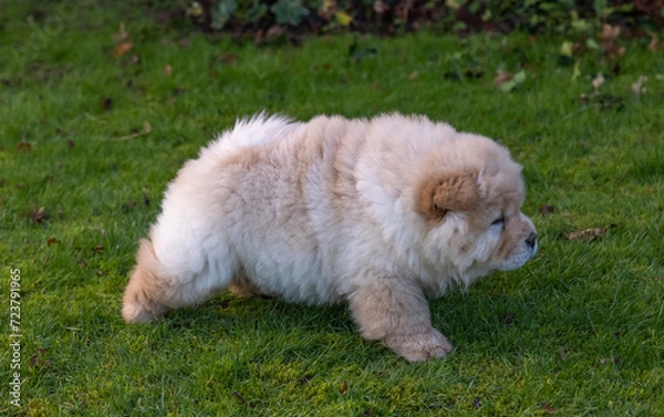Obraz Cream Chow Puppy