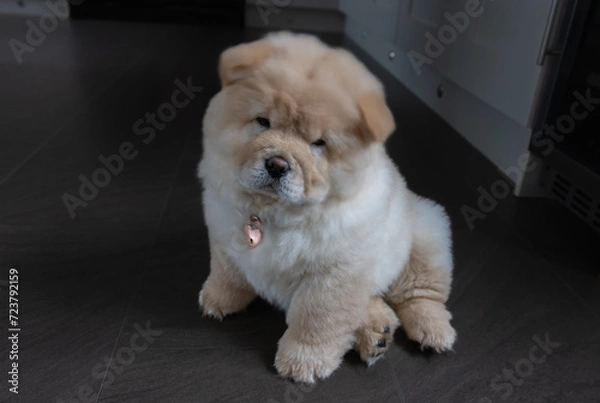 Obraz Cream Chow Puppy