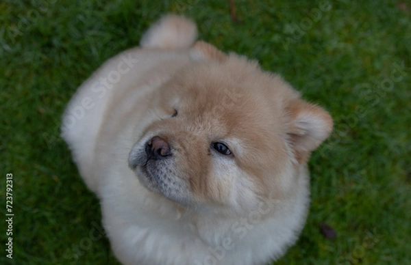 Obraz Cream Chow Puppy