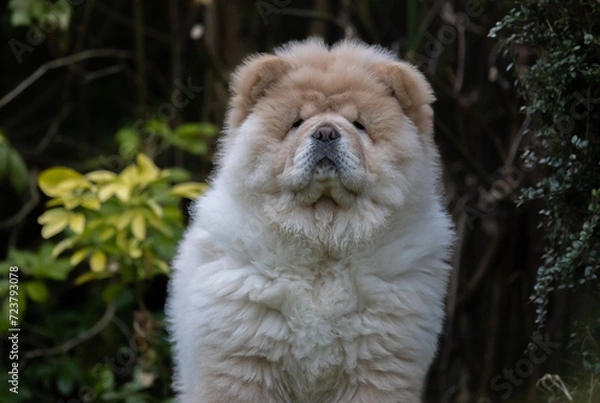 Obraz Cream Chow Puppy