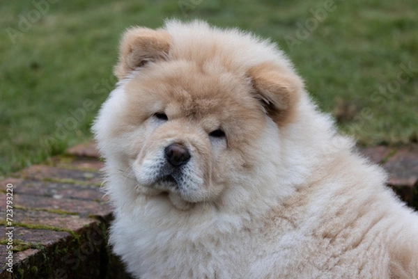 Obraz Cream Chow Puppy