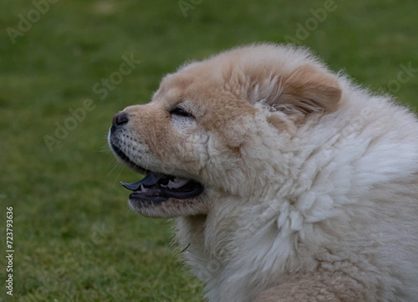 Obraz Cream Chow Puppy