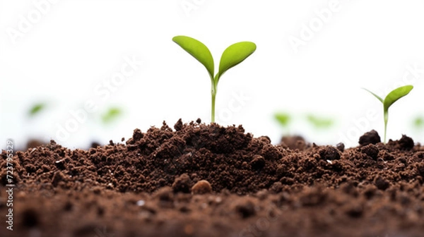 Fototapeta Seeds sprouting in soil
