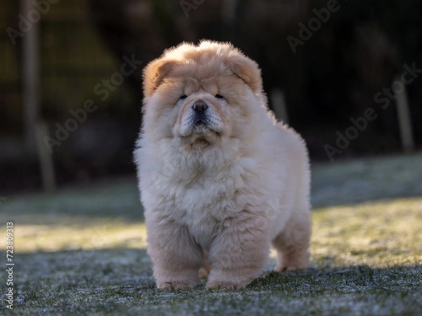 Obraz Cream Chow Puppy
