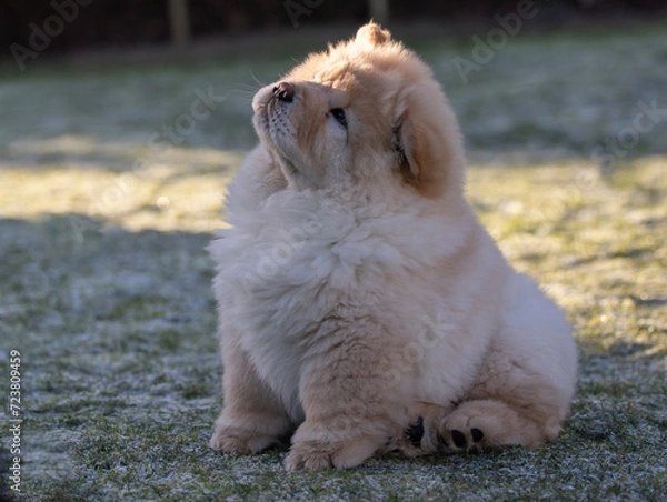 Obraz Cream Chow Puppy