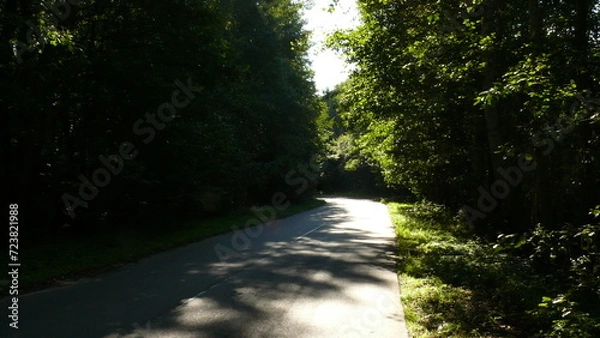 Obraz road in the forest