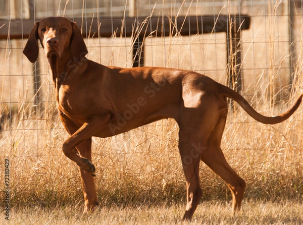 Obraz Vizsla
