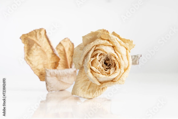 Obraz Dried White Rose on a reflective surface