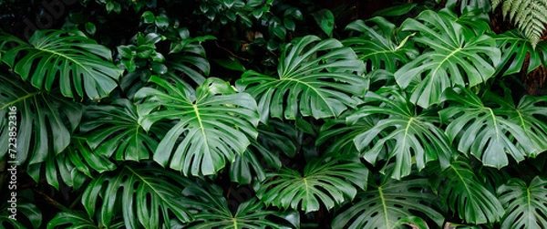 Fototapeta Tropical plant wall background with monstera leaves. Lush green foliage, banner. Large monstera deliciosa 