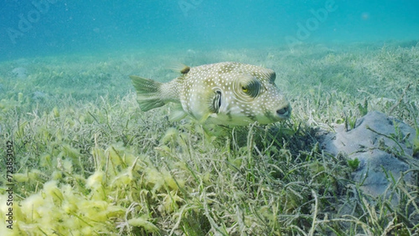Fototapeta Broadbarred Toadfish or White-spotted puffer (Arothron hispidus) swims over seagrass bed among Round Leaf Sea Grass or Noodle seagrass (Syringodium isoetifolium) in evening, Red sea, Safaga, Egypt