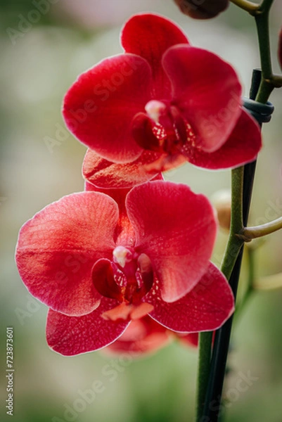 Obraz orchid flower