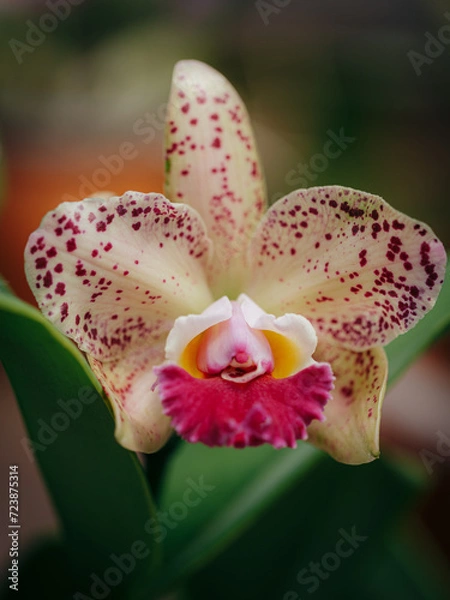 Obraz orchid flower