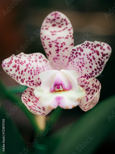 Obraz orchid flower