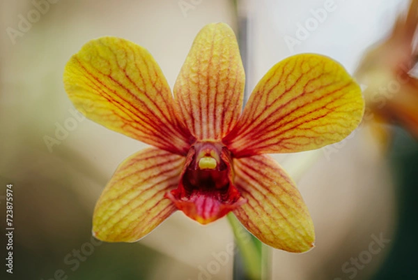 Obraz orchid flower