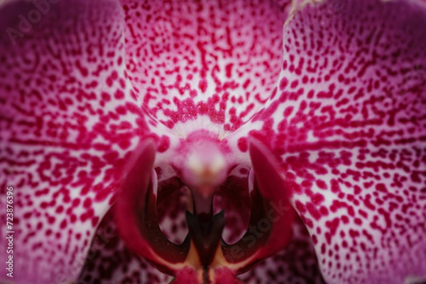 Obraz orchid flower