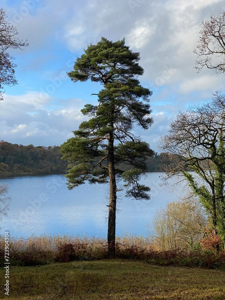 Obraz Scottish pine, Scots pine