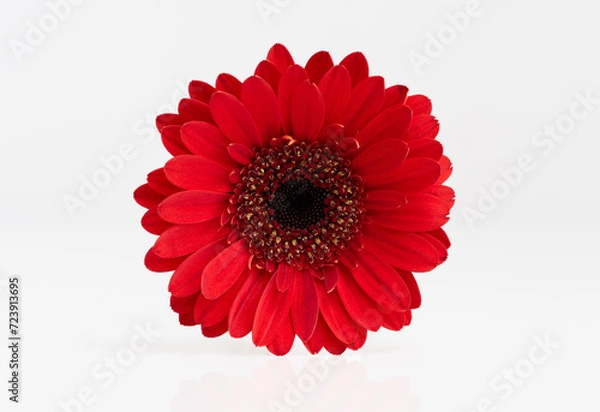 Fototapeta Red daisy or gerbera flower with a light reflection