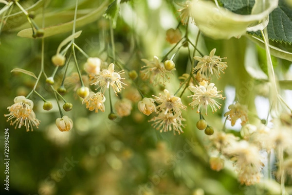 Obraz Lindenblüten close up
