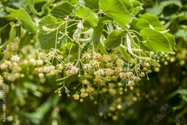 Fototapeta Ast mit Lindenblüten