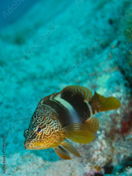 Obraz Serran écriture