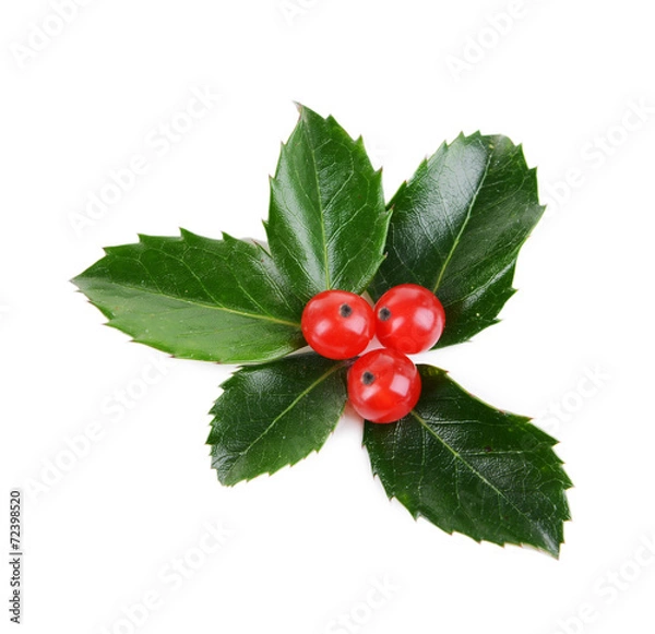 Obraz Leaves of mistletoe with berries isolated on white