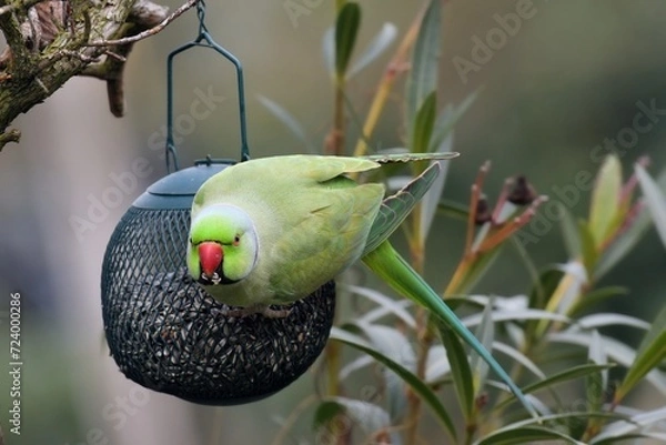 Obraz Parrocchetto dal collare su mangiatoia