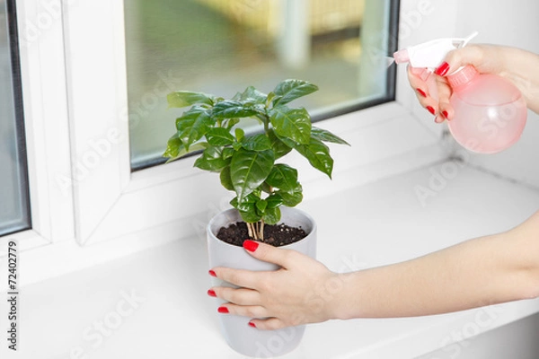 Obraz woman sprays a house plant
