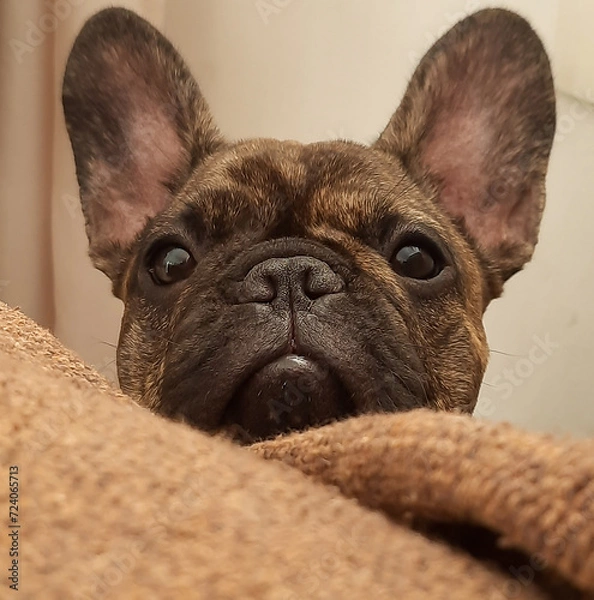 Obraz Buldogue filhote