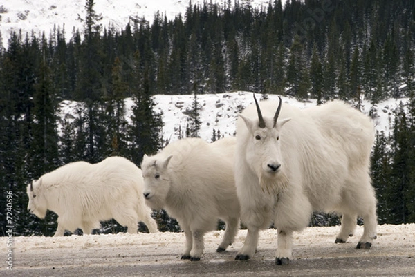 Fototapeta 122 Mountain Goats