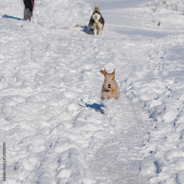Obraz Terrier is in the Air. Agile terrier dog jumps playfully while running across the snow.