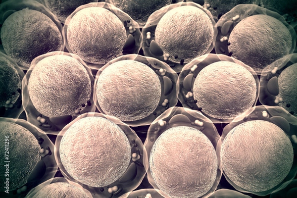 Fototapeta cells, molecule
