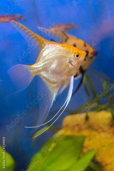 Obraz Fish in the aquarium