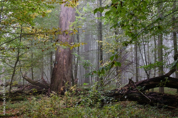 Fototapeta Misty morning in autumnal forest