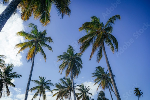 Obraz palm trees against sky