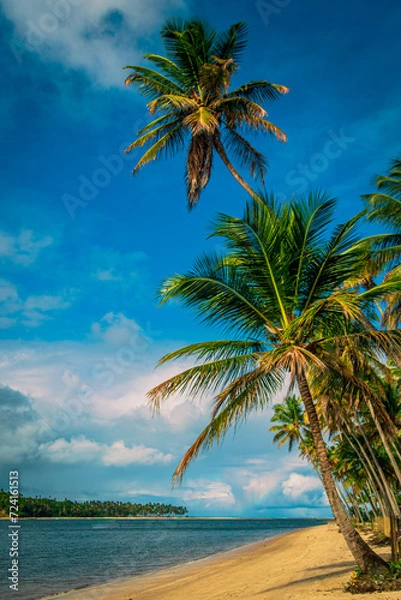Obraz palm tree on the beach