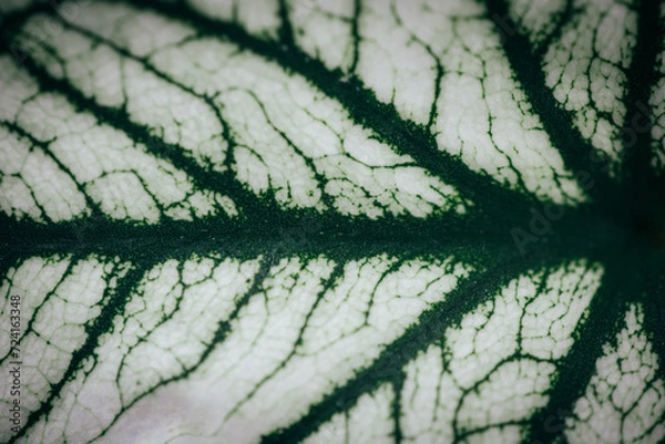 Obraz leaf texture