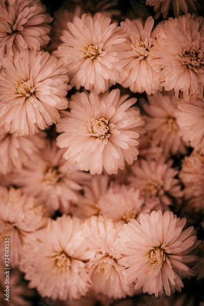 Obraz flowers background