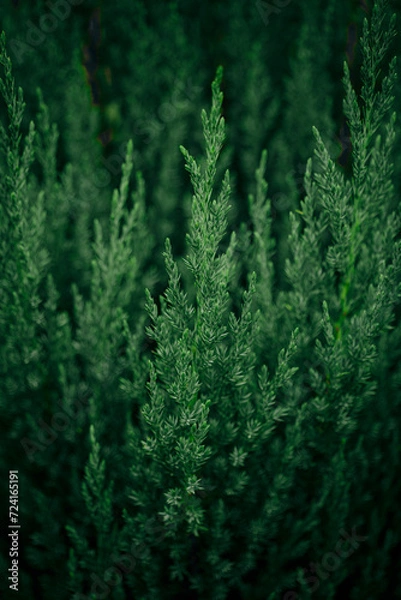 Obraz green fern background