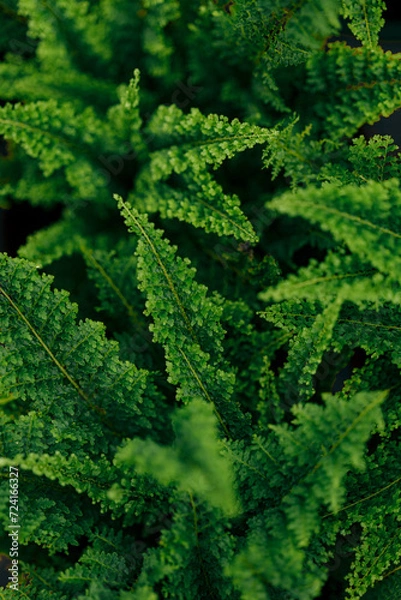 Obraz fern leaves background