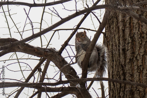 Fototapeta squirrel in a tree