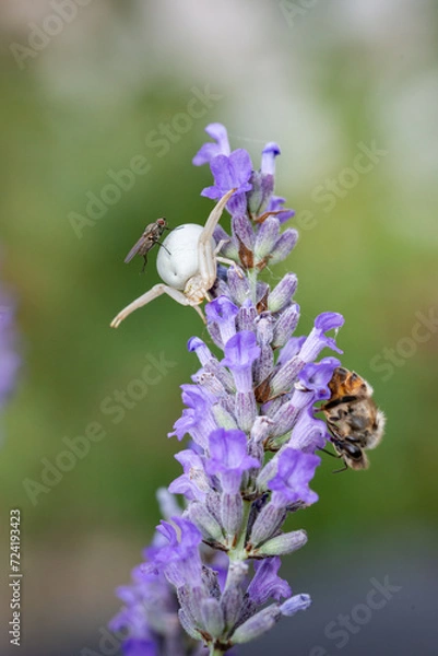 Obraz Araignée crabe avec une mouche posée dessus