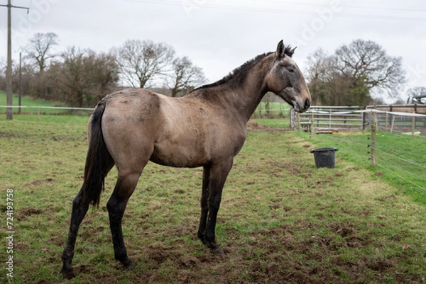 Obraz Cheval dans son pré