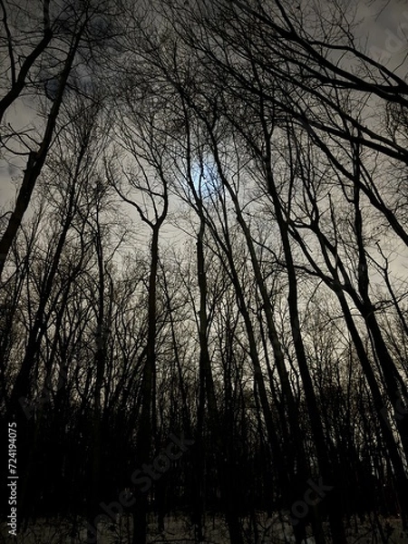 Obraz Montreal forest