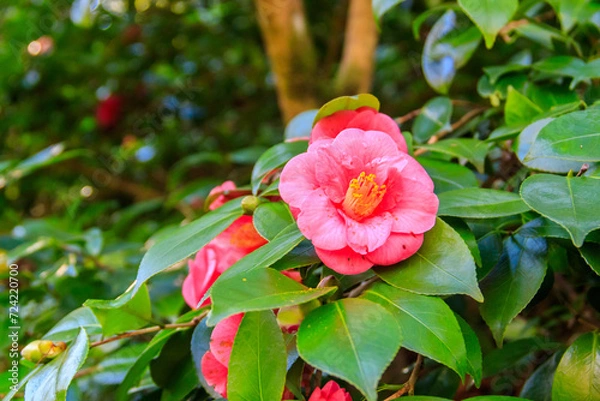 Fototapeta Beautiful blooming camellia tree in park